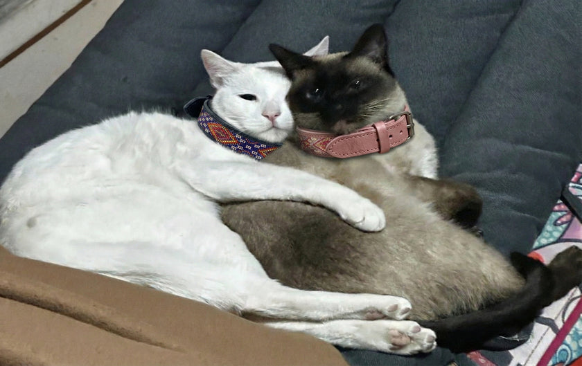 The Nyota Beaded Leather Cat Collar | Kenya El Yapımı Boncuklu Kedi Tasması