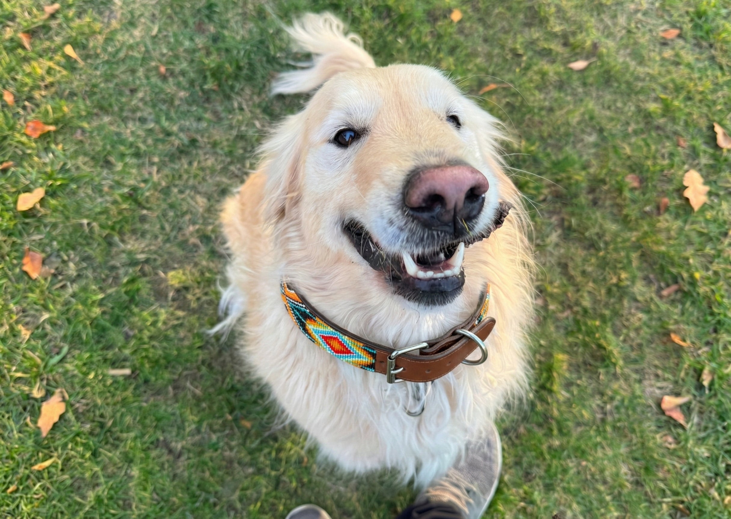 The Rafiki Beaded Dog Collar | Kenya El Yapımı Boncuklu Deri Köpek Tasması