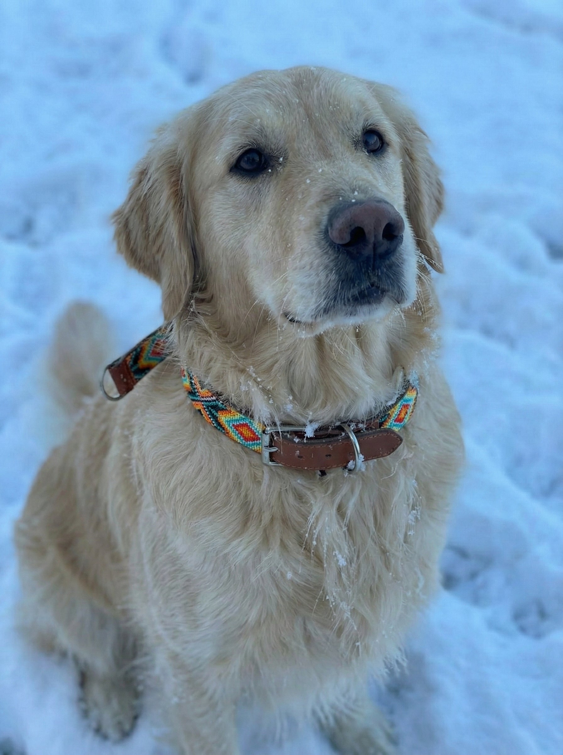 The Rafiki Beaded Dog Collar | Kenya El Yapımı Boncuklu Deri Köpek Tasması