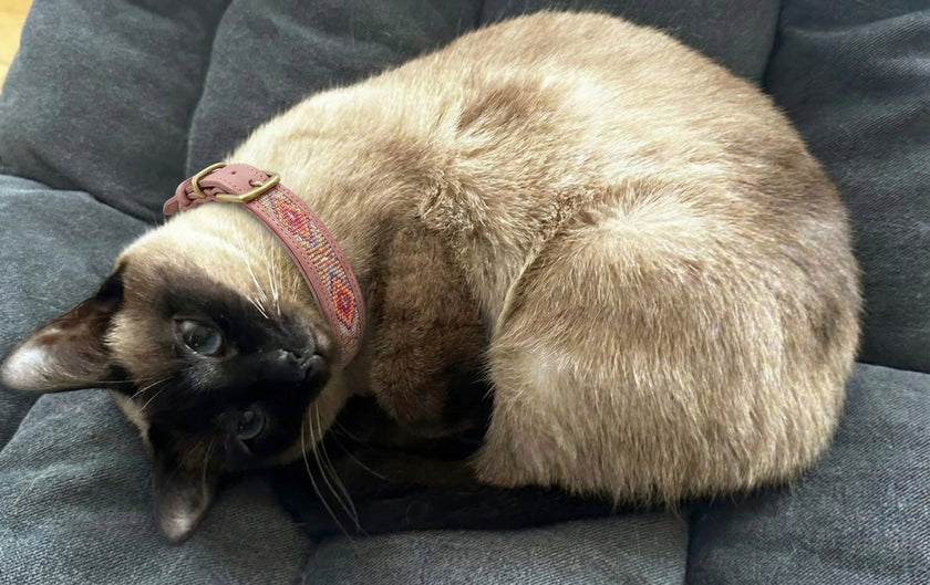The Nyota Beaded Leather Cat Collar | Kenya El Yapımı Boncuklu Kedi Tasması