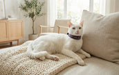 The Nyota Beaded Leather Cat Collar | Kenya El Yapımı Boncuklu Kedi Tasması
